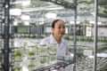 Le Thi Thuy Nga, the nursery manager at Tien Phong forestry company, Huong Thuy town, Vietnam. Here seedlings are produced from plant tissue culture through micropropagation.