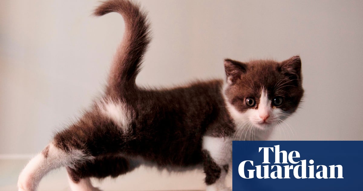 Clones cats and chemicals thinking scientifically about controversial issues