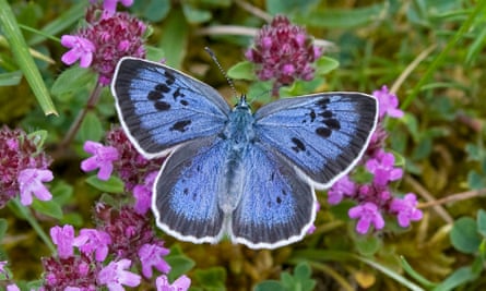 Le grand bleu a été un succès de conservation