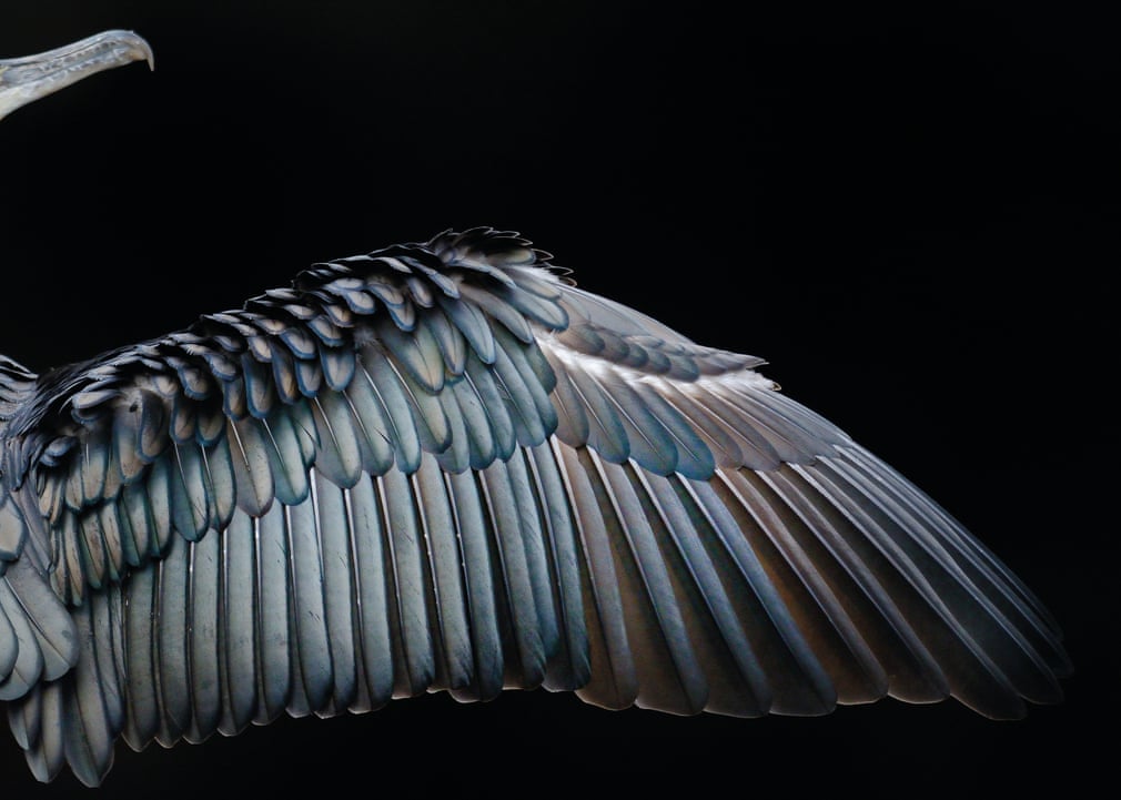 ภาพ Wing Formation โดยช่างภาพ Tom Hines