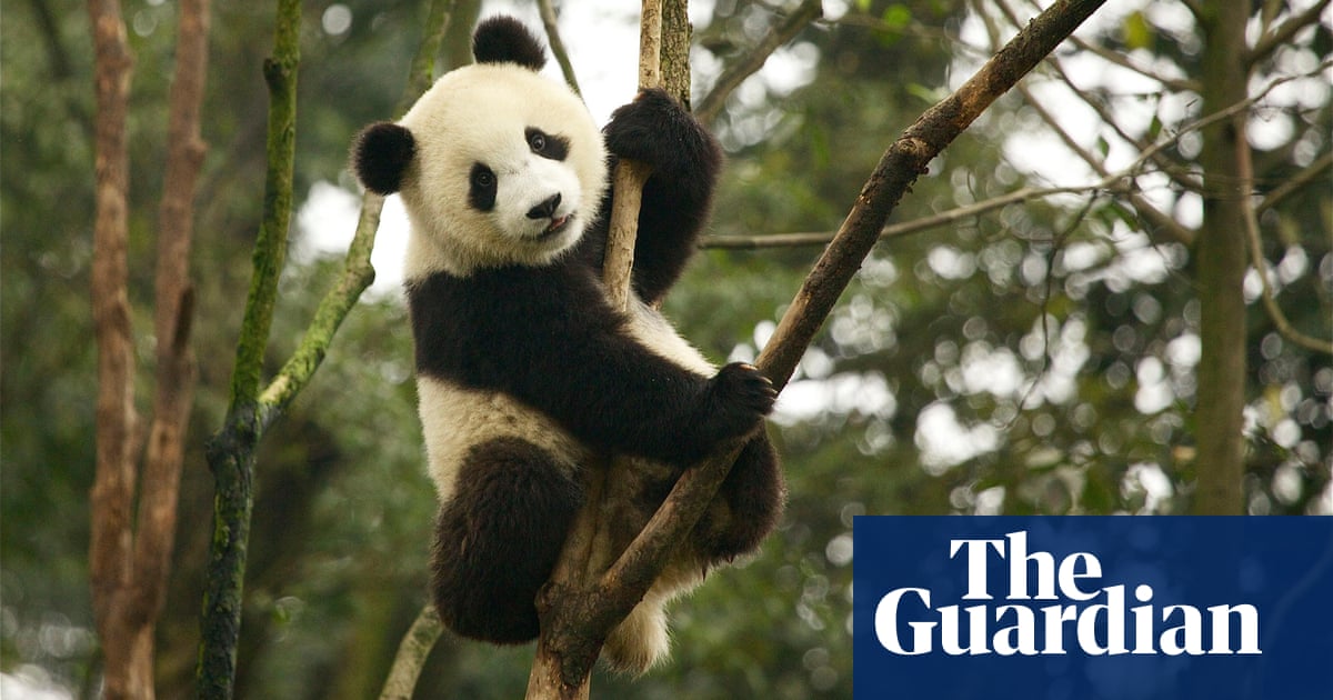 Take that, extinction: giant pandas and the other animals fighting back | Endangered  species | The Guardian