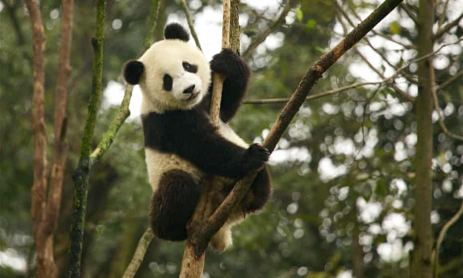 The status of the giant panda has been improved from ‘endangered’ to ‘vulnerable’ by the International Union for Conservation of Nature.