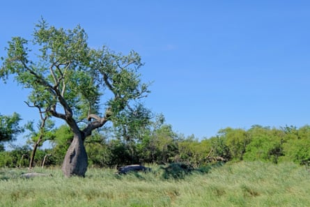 Ceiba trees (Chorisia insignis) in Gran Chaco, Paraguay