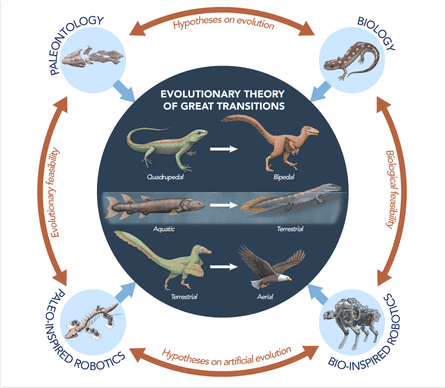 Evolution graphic