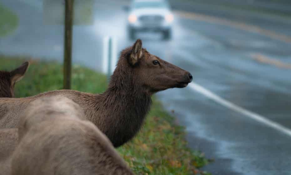Increasing numbers of outdoor recreationists – everything from hikers, mountain bikers and backcountry skiers to Jeep, all-terrain vehicle and motorcycle riders, aren’t good for Elk populations.