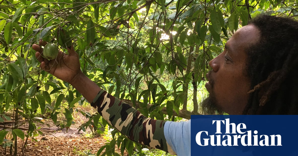 Rare Wright's gardenia reappears in record numbers in Seychelles