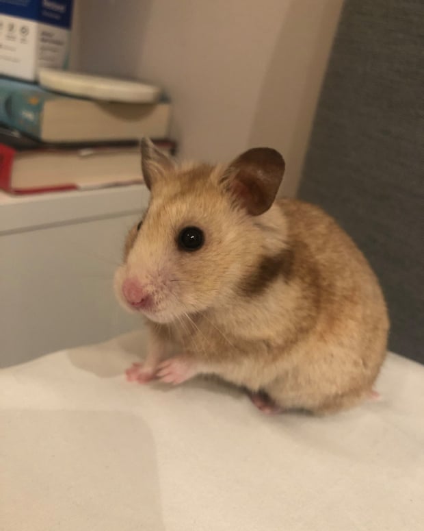 Molly Raycraft's hamster Maisie for Money feature