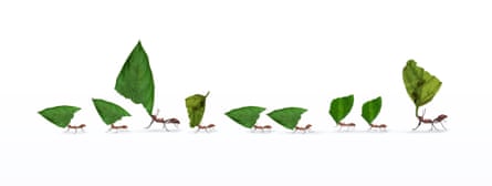 Illustration of ants marching in line carrying leaves