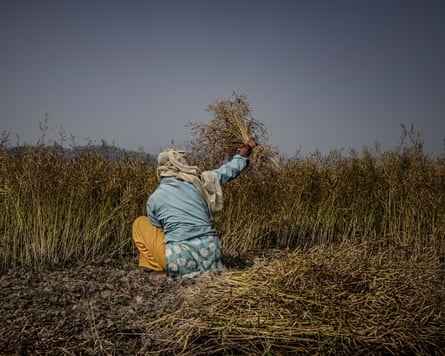 A woman sitting facing away from us in front of a field of plants holds a bunch of plants aloft