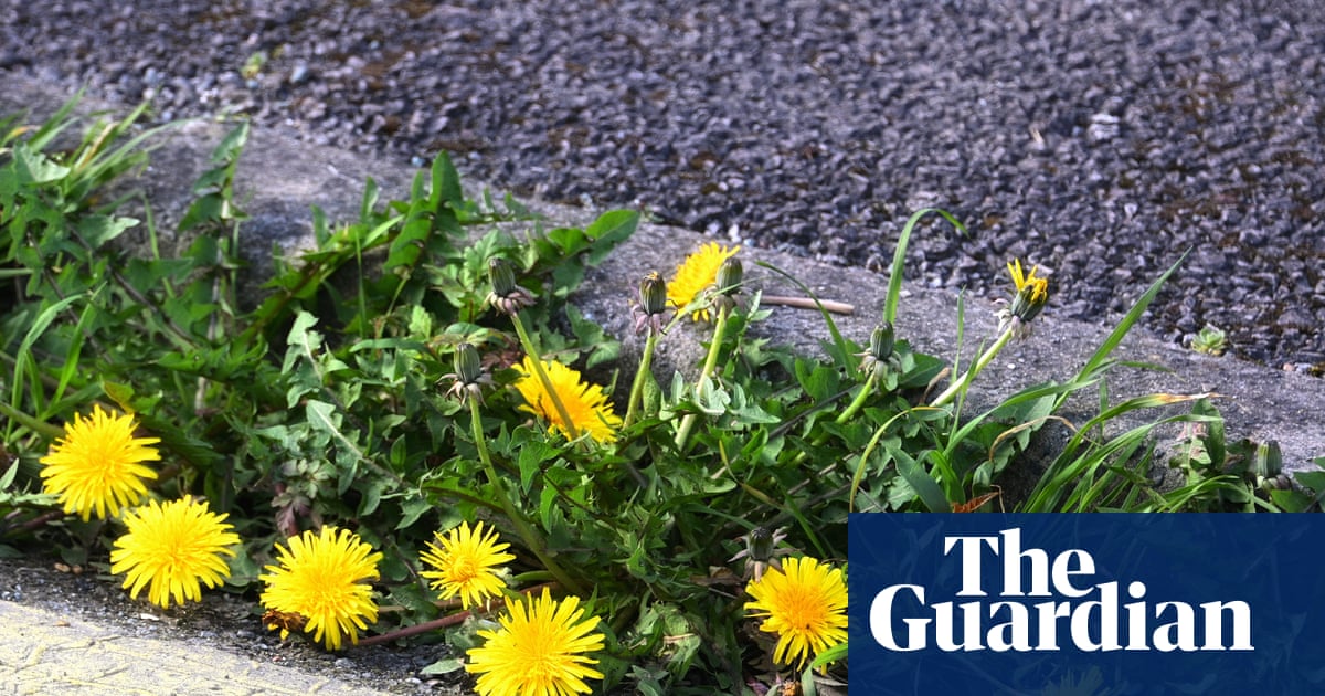 Country diary: It is our duty to delight in the dandelion | Josie George