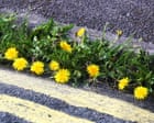 Country diary: It is our duty to delight in the dandelion | Josie George