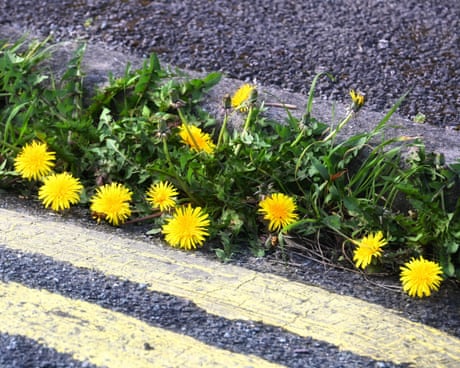 Country diary: It is our duty to delight in the dandelion | Josie George