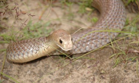 A brown snake