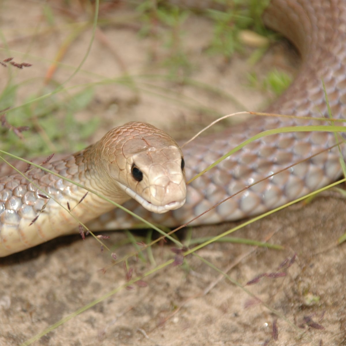 Snake Mistake Csiro Says It S A Myth That Australia Is Home To