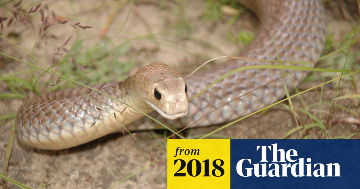 Brown Snake Bite Kills Man Who Tried To Defend Dog Environment