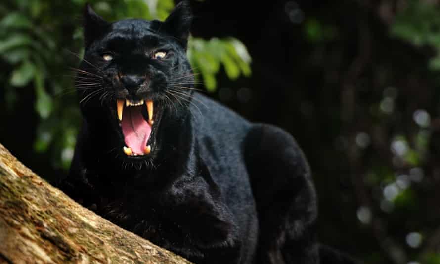 A black panther as not spotted in the Lake District.