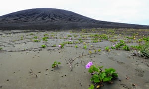 Vegetation growing on the new Tongan island