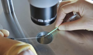 A scientist at work during an IVF process.