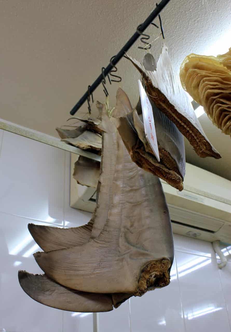 Caudal (tail) fins.