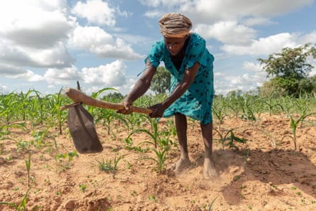Josephine Ganye working in her maize fields, the crop wilting and stunted by drought in Zimbabwe