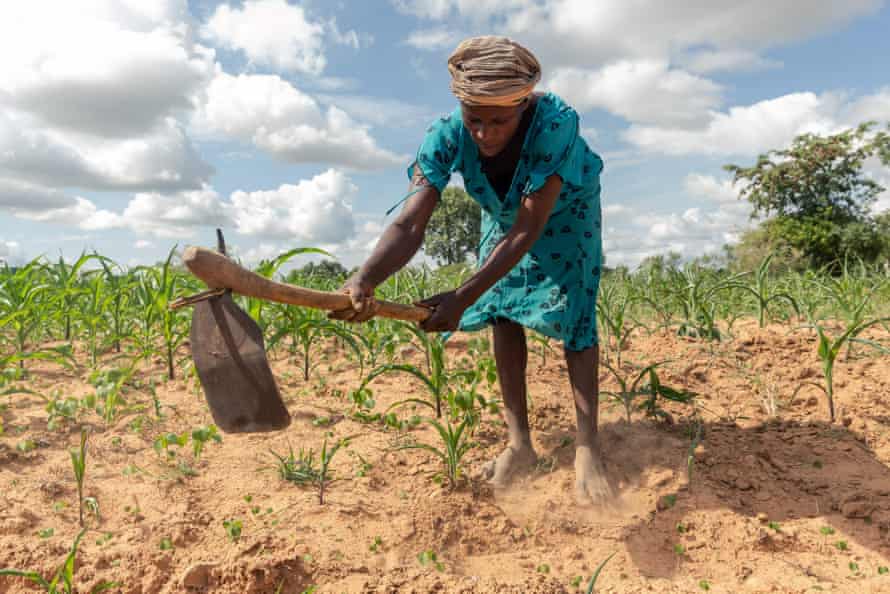 Farmers and rights groups boycott food summit over big business links | Global development 1 4000