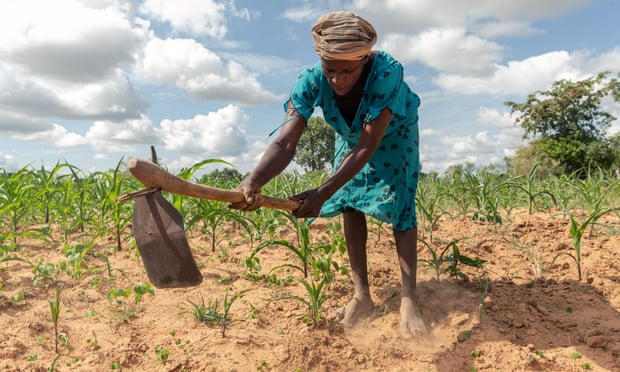 Josephine Ganye working in her wilting and stunted maize fields