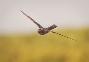 A common nighthawk in flight