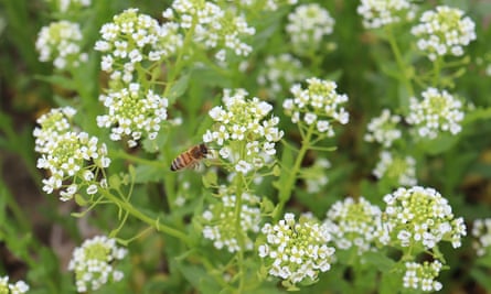 cover cress, a novel high-yield strain of field pennycress, showing the plant’s flowers with a honeybee