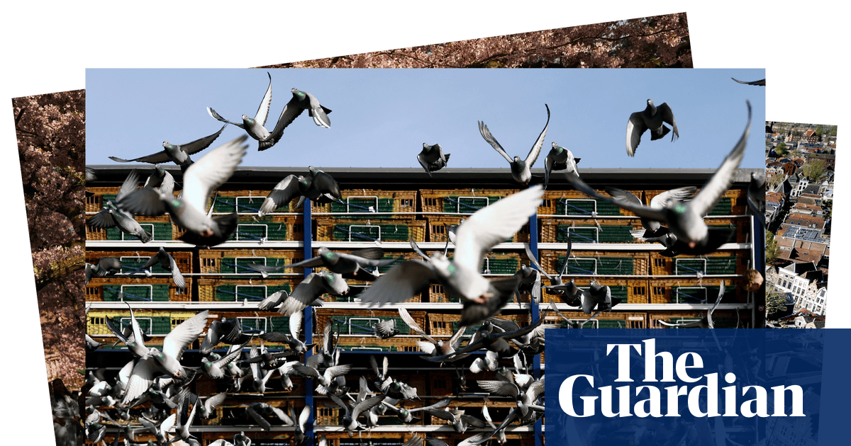 Racing pigeons, Tokyo go-karts and Gouda for breakfast: Monday’s photos of the day