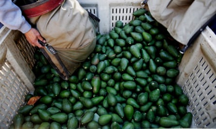 The avocado harvest in California