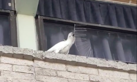 A viral video shows a sulphur-crested cockatoo pulling off bird guard spikes in Australia’s Blue Mountains