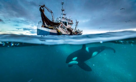 An orca swims below a Norwegian herring boat.