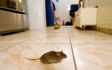 Rodent in a kitchen