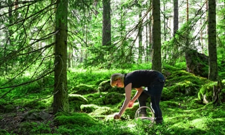 Woman picking wild blueberries and mushrooms in forest, Finland
