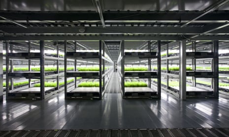 Spread’s indoor lettuce farm in Kameoka, Kyoto prefecture, in 2012