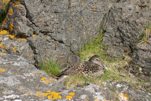 An eider female sits on a nest in between rocks on the Bjarneyjar island, Breidafjordur Bay, Iceland.