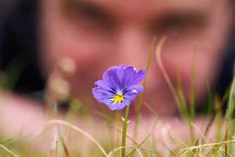 Someone out of focus lying down and looking at a purple petalled flower with a yellow centre among grass blades