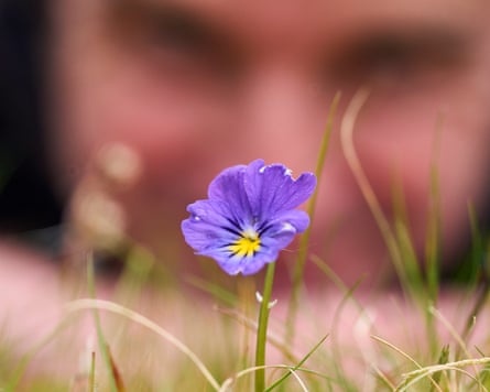 Geoff Dobbins, estates manager for the Northumberland Wildlife Trusts with his dog Woody among the purple coloured mountain pansy at Briarwood Banks, one of the Calaminarian grasslands in Northumberland. Each spring, amid the slag heaps and old lead mines of northern Britain, the delicate white rosettes of alpine pennycress, and blousy yellow petals of the mountain pansy, push up among the rocks and stones. Thriving on metal rich soils, these hardy plants are metallophytes, and along with tough tussocks of grasses such as sheep’s fescue, they form the Calaminarian grasslands.