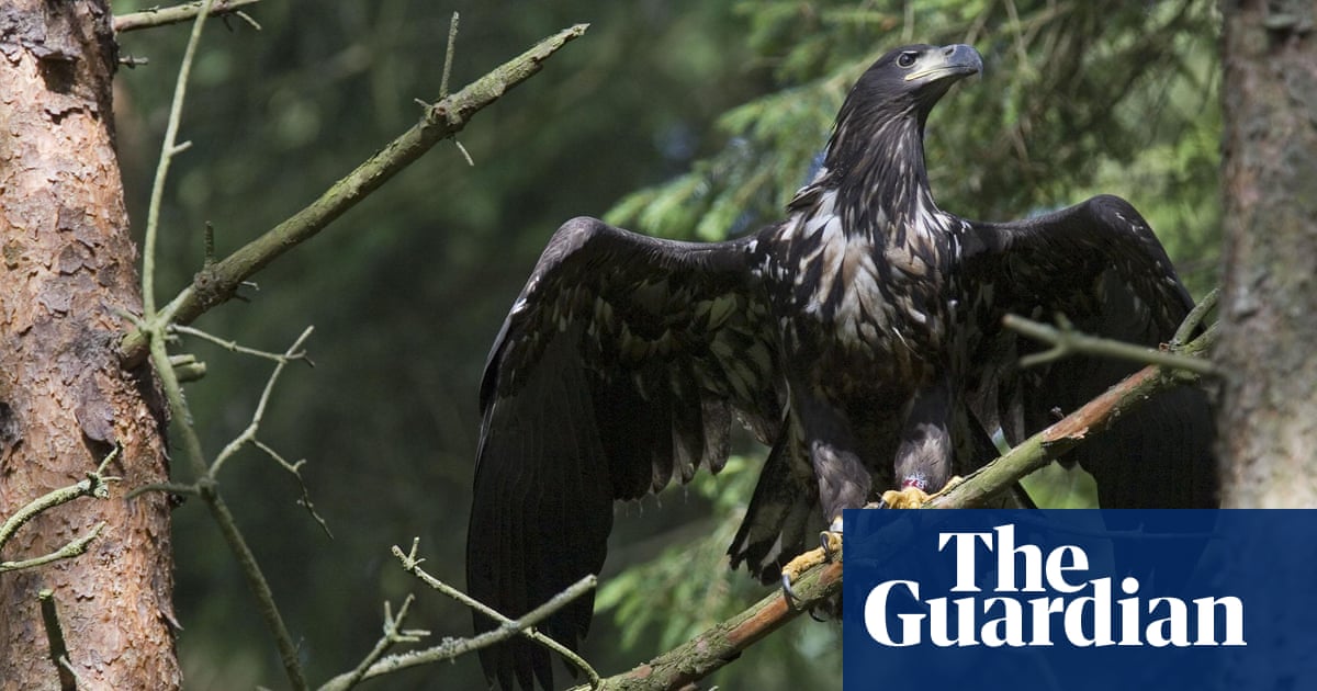 Birdwatch: white-tailed eagle causes stir in my quiet Somerset village