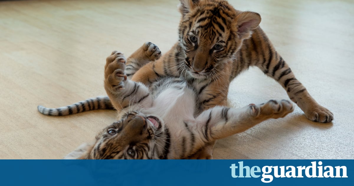 Wildlife Conservation Society's favourite pictures of 2016