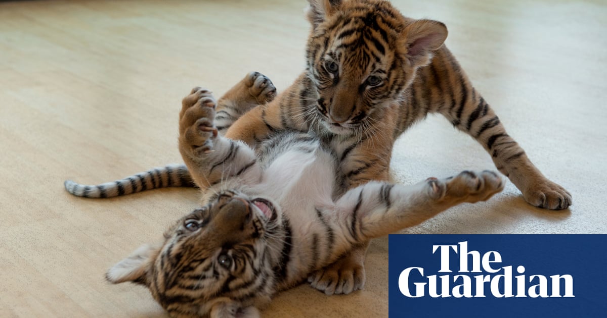 Wildlife Conservation Society's favourite pictures of 2016