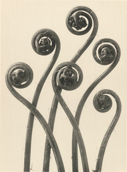 Adiantum pedatum, 1928 by Karl Blossfeldt.