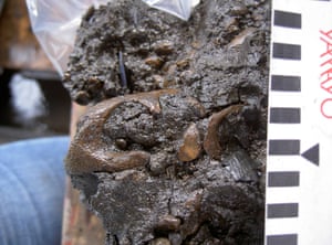 The subfossil skull of an extinct giant tortoise from Mauritius, estimated to be at least 4200 years old.