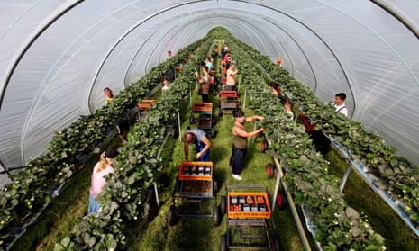 Strawberry pickers, mostly from Poland, in poly-tunnels on a farm in Kent.