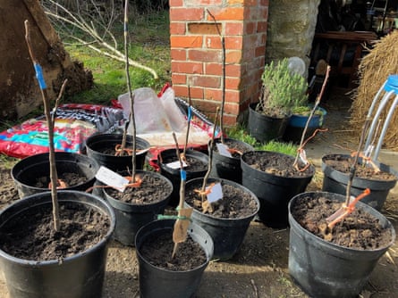 Newly grafted apple trees.