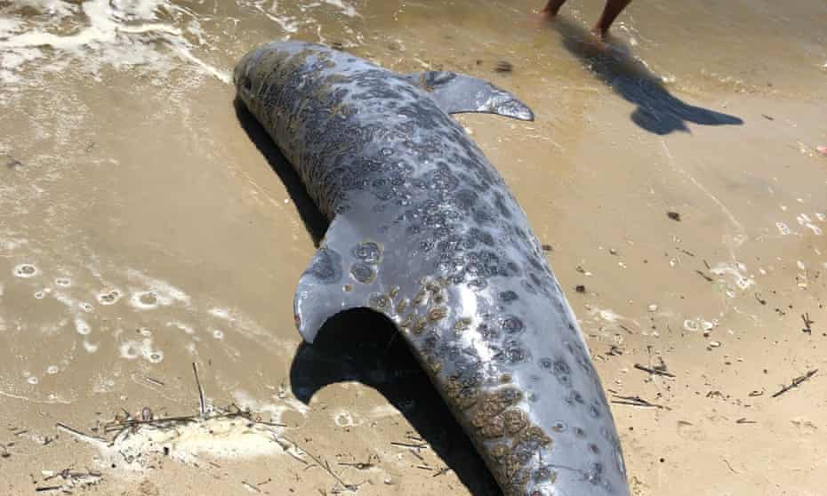 This undated photo provided by the Institute for Marine Mammal Studies shows lesions on a dolphin at a shoreline. At least 279 dolphins have stranded across much of the US Gulf Coast since February.