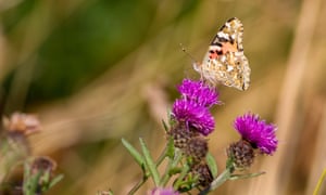 There is a strong scientific consensus that the decline of insects and global biodiversity is a serious threat that must be addressed.