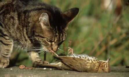 cat with dead bird