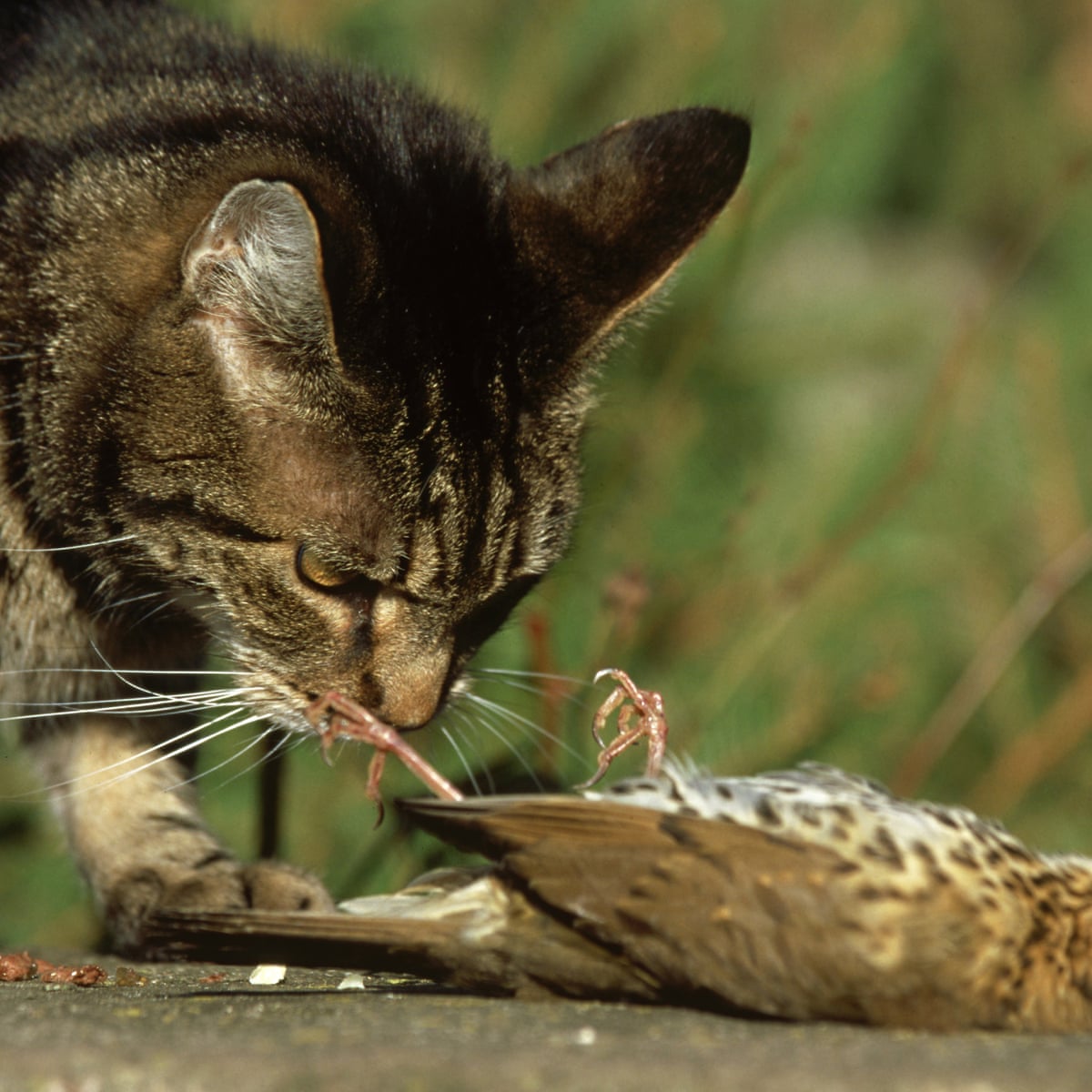 Kitten Dies After Human To Cat Covid 19 Transmission Evening Standard