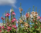 Will we have to choose different plants for hotter, drier summers?